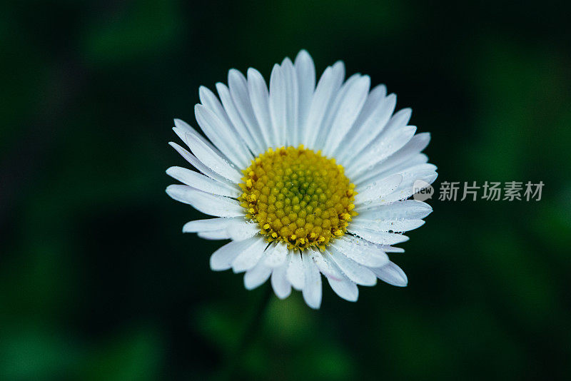 Erigeron karvinskianus